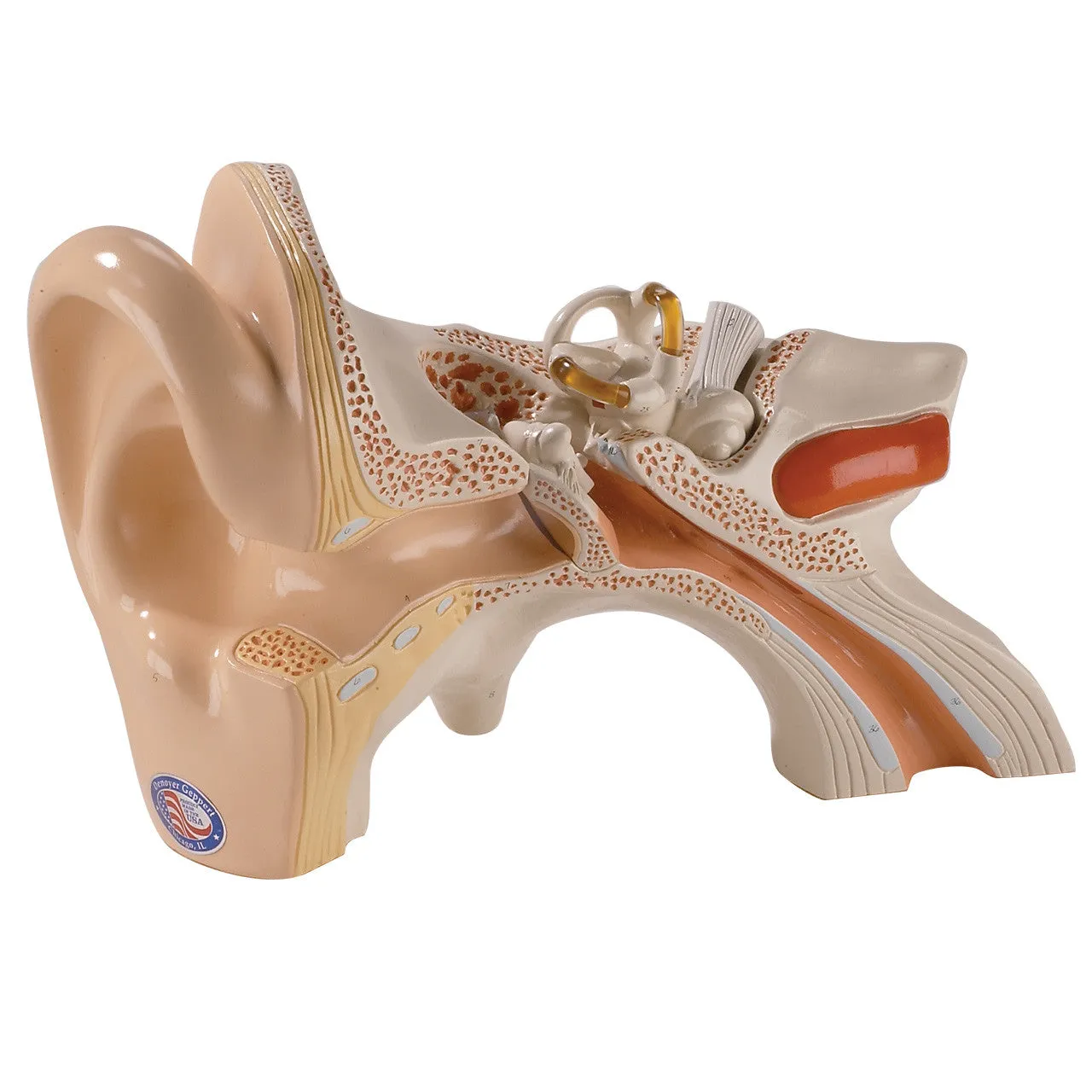 0133-00 Giant Three-Part Ear Model