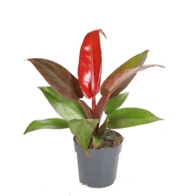 10 - 15cm Philodendron Red Sun House Plant 11cm Pot