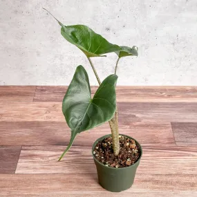 Alocasia macrorrhiza ‘Stingray’ - Stingray Elephant Ear