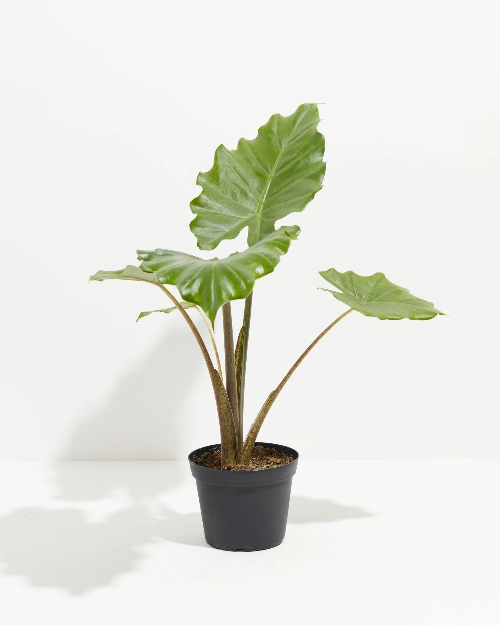 Alocasia Portora