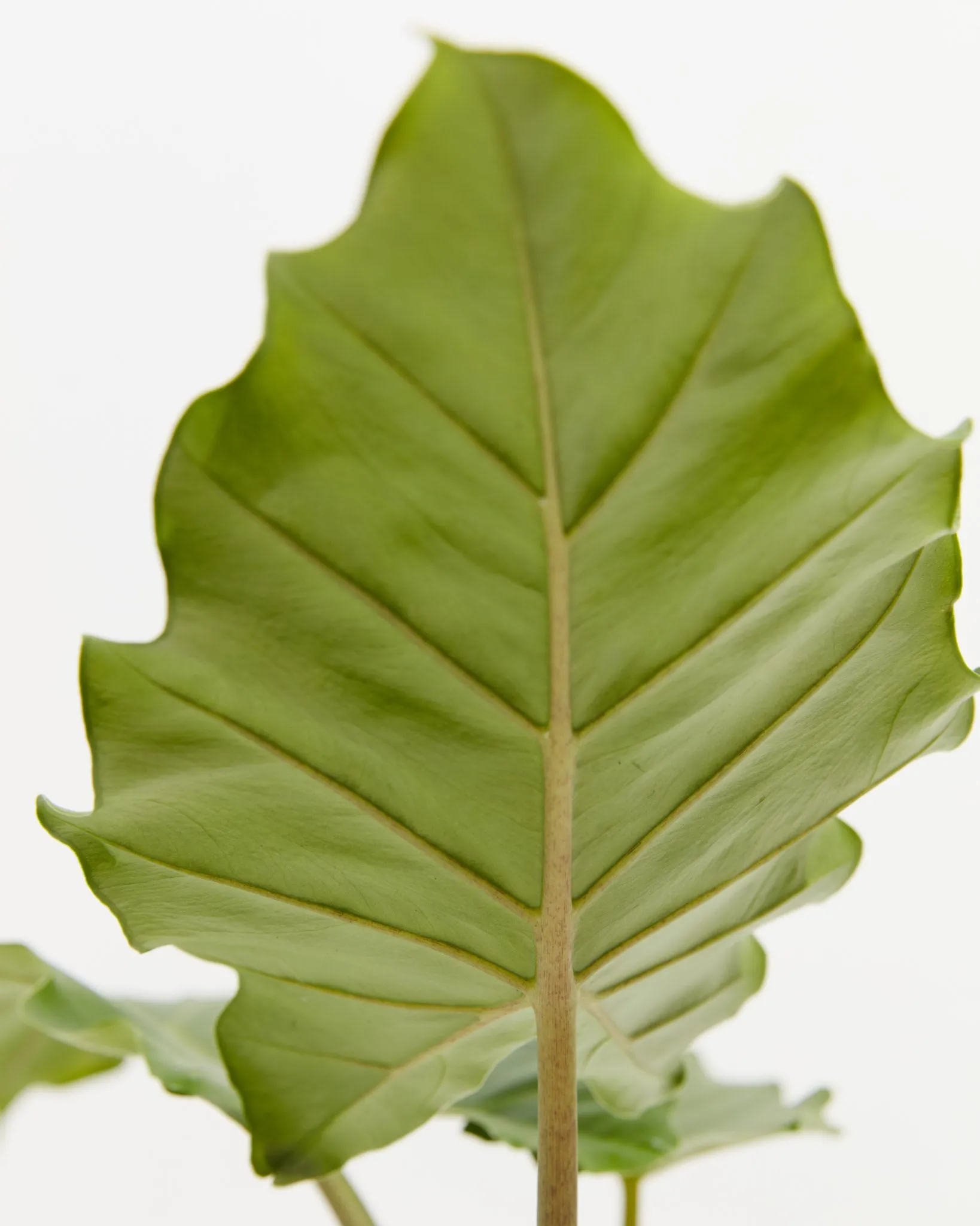 Alocasia Portora