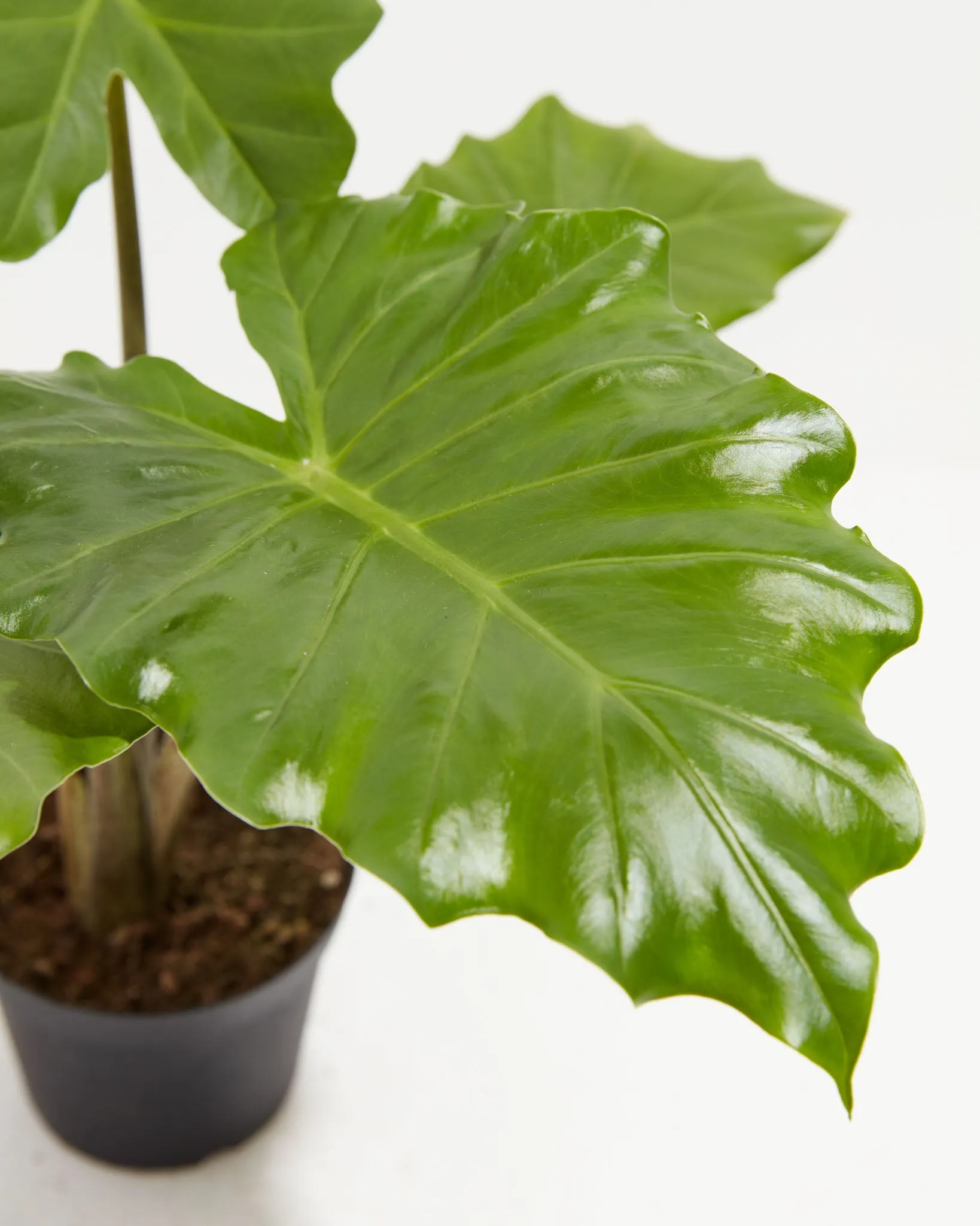 Alocasia Portora