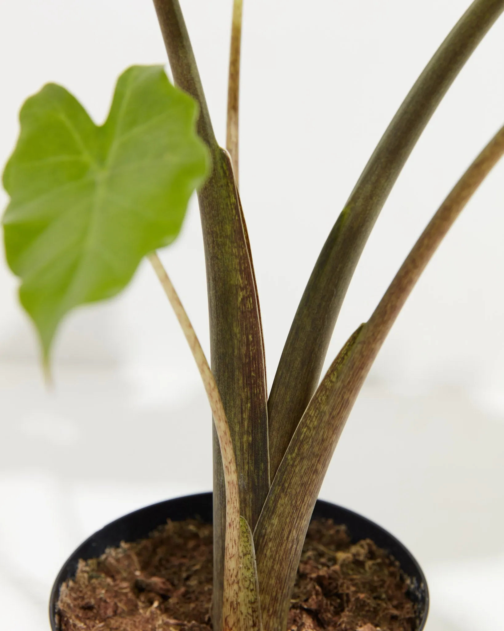 Alocasia Portora