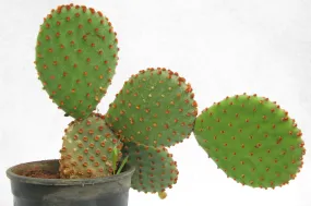 Cinnamon Bunny Ear Cactus (Opuntia Microdasys Rufida)