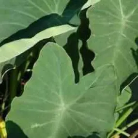 Colocasia Esculenta - Green Taro - Elephant Ear (Bare Root)