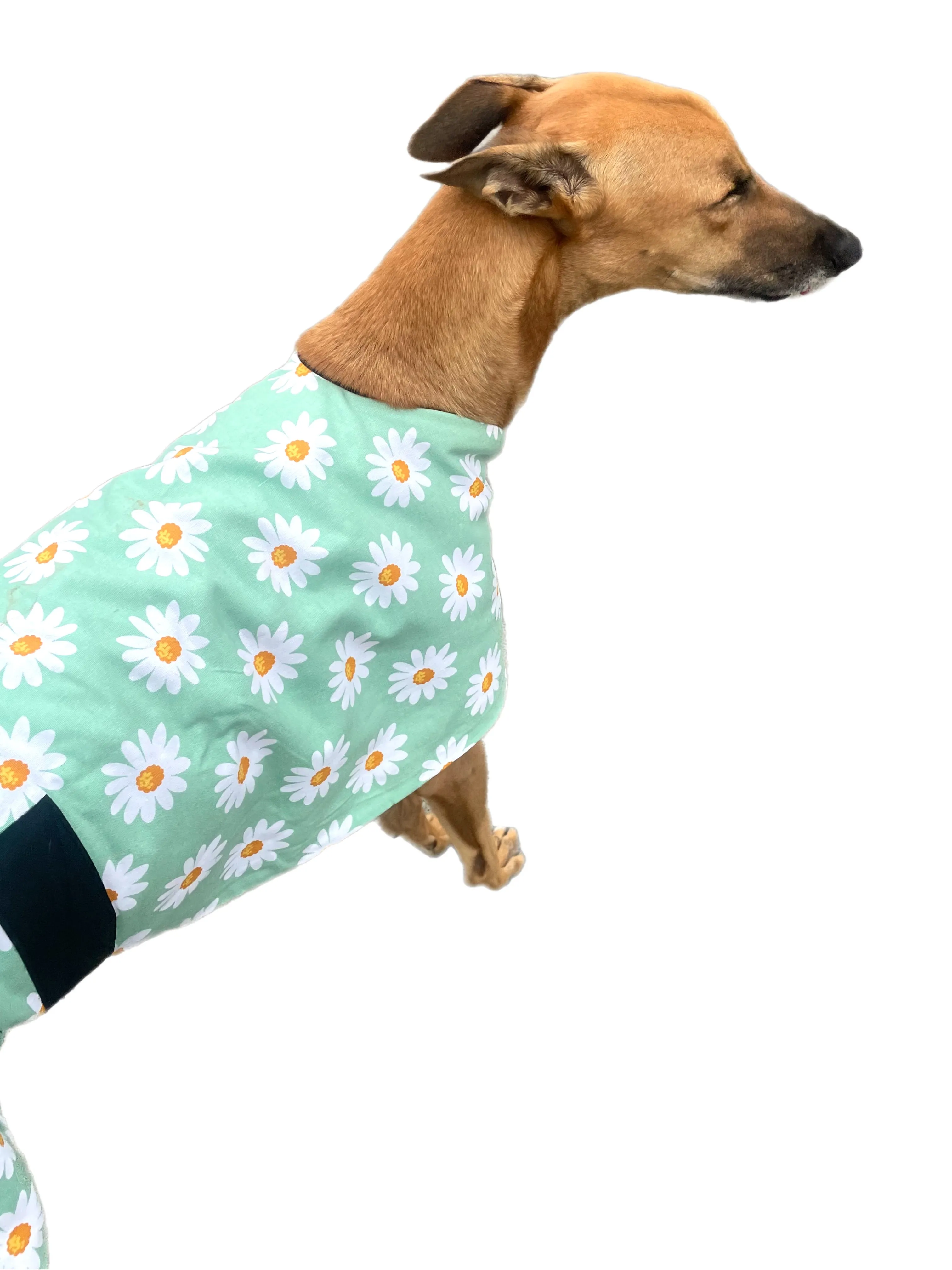 Fresh Autumn Greyhound  ‘sage daisy’ coat in cotton & thick fleece washable