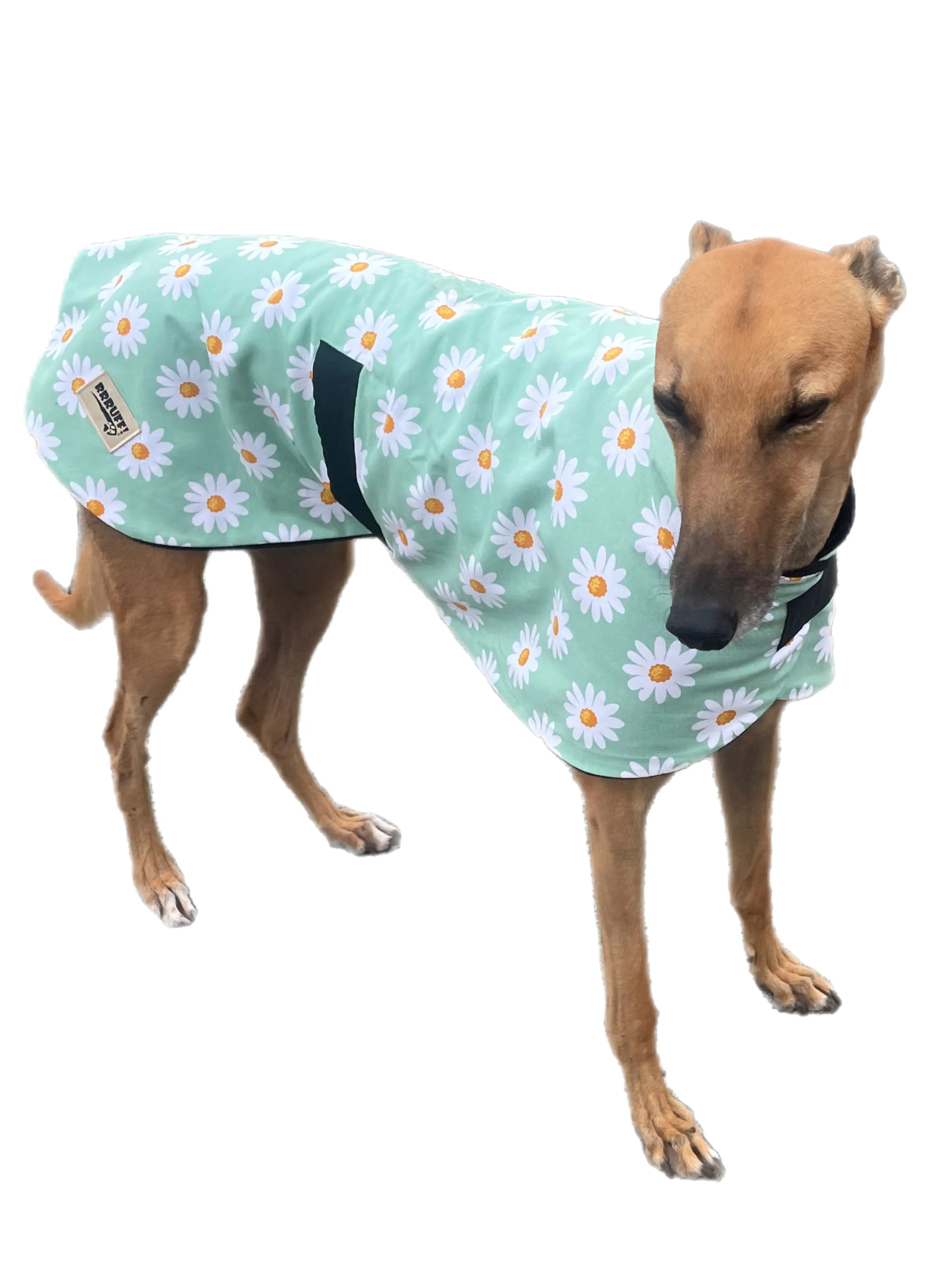 Fresh Autumn Greyhound  ‘sage daisy’ coat in cotton & thick fleece washable