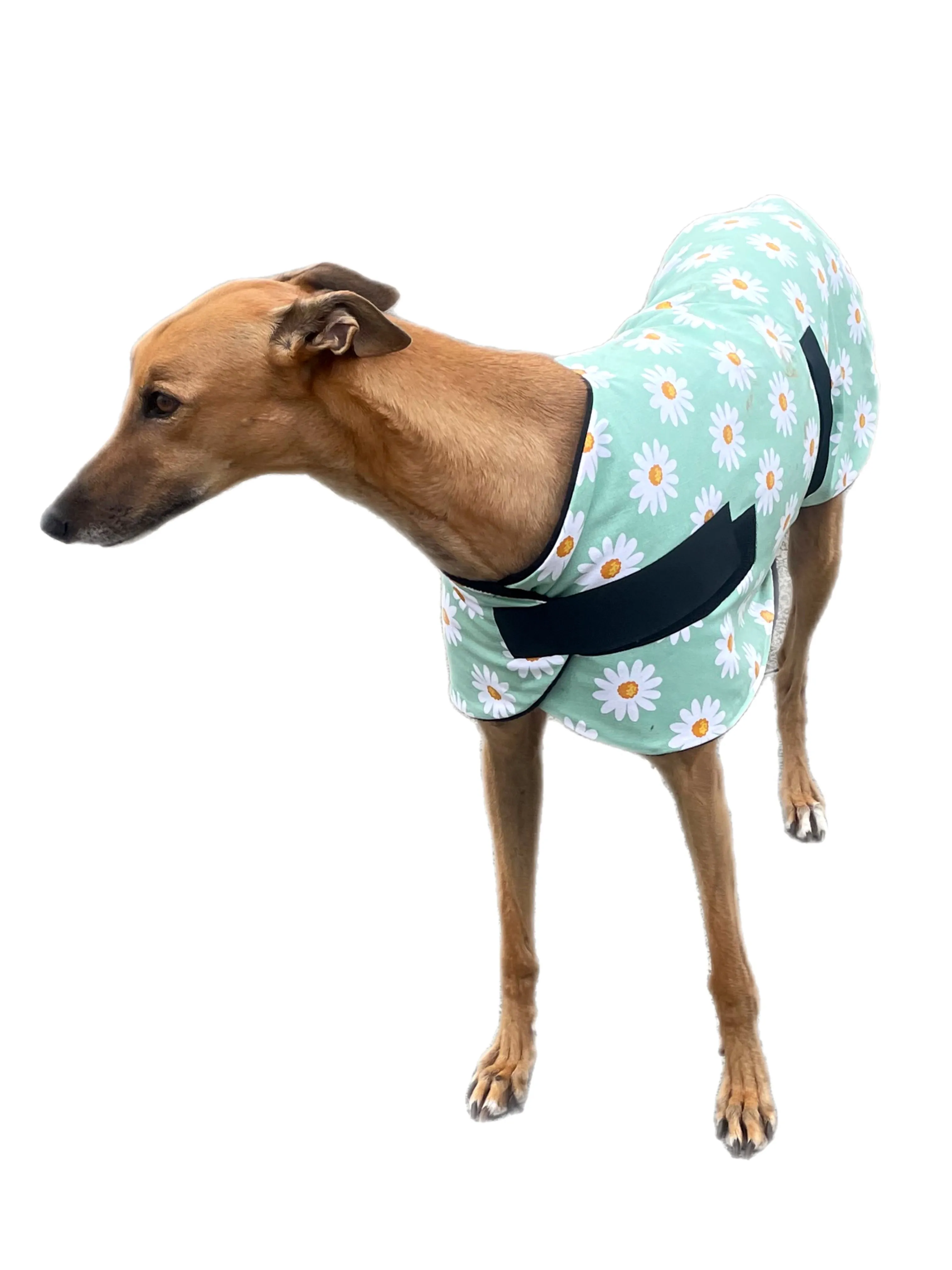 Fresh Autumn Greyhound  ‘sage daisy’ coat in cotton & thick fleece washable