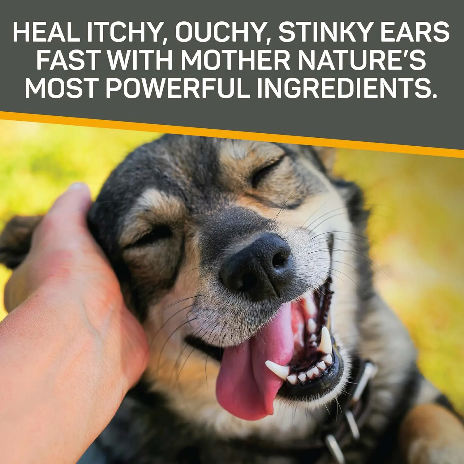 Silver Honey Rapid Ear Care Vet Strength Ear Treatment Rinse   Concentrated Doses