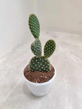 Yellow Bunny Ear Cactus (Opuntia Microdasys Pallida)